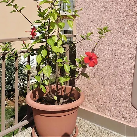 Pink In Only 200 M From The Sea