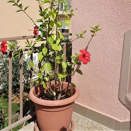 House In Near Paklenica Park Apartman *